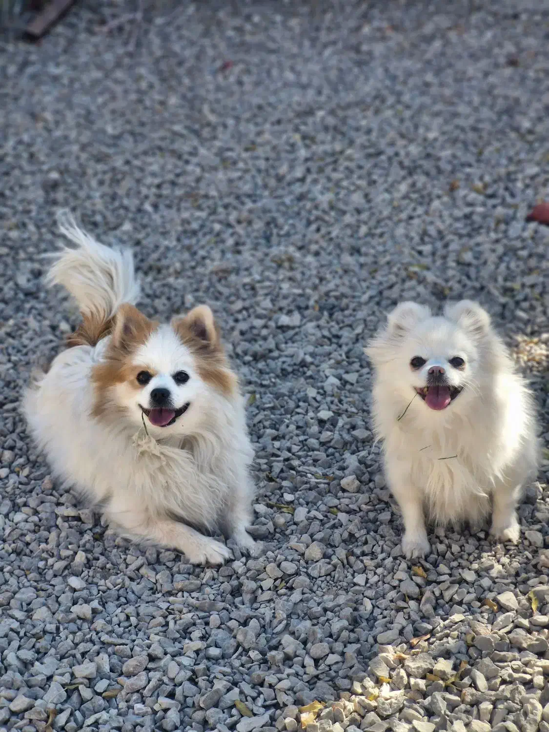 پامر خرسی عروسکی روباهی پامرانین|سگ|شهرضا, |دیوار