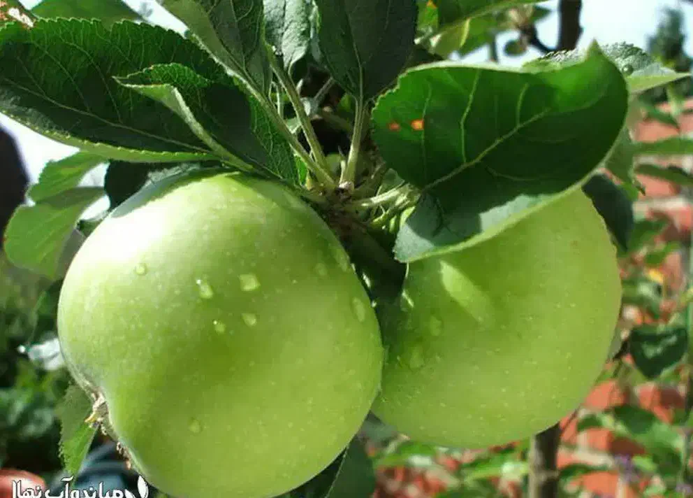 توزیع و ارائه نهال سیب سبز|خدمات باغبانی و درختکاری|میانه, |دیوار