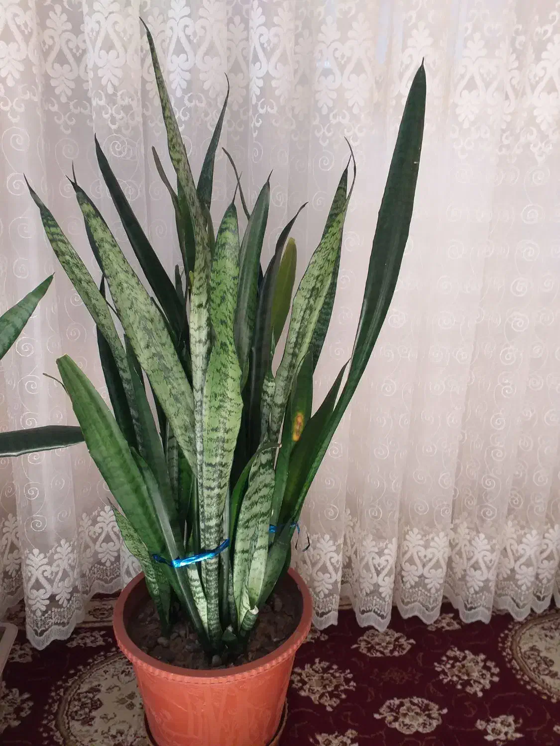 گل سانسوریا|گل و گیاه طبیعی|اهر, |دیوار