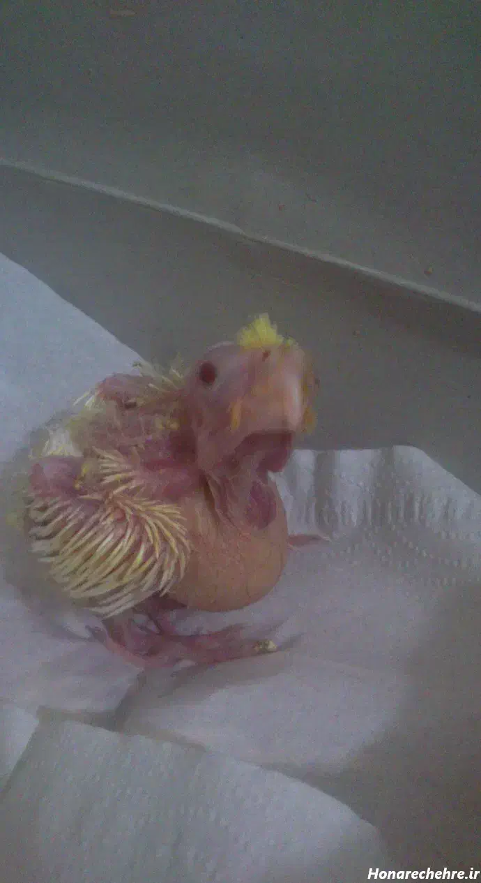 جوجه عروس هلندی|پرنده|سنندج, |دیوار