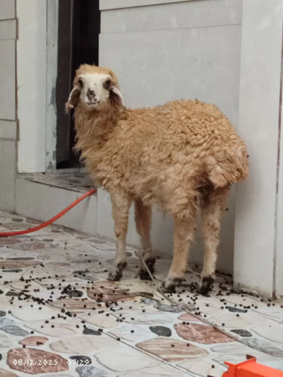 بره ماده|حیوانات مزرعه|اندیمشک, |دیوار