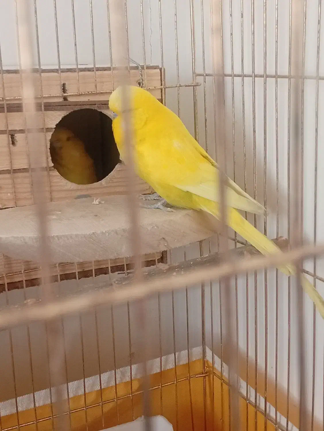 مرغ عشق انگلیسی|پرنده|فردیس, داوری|دیوار