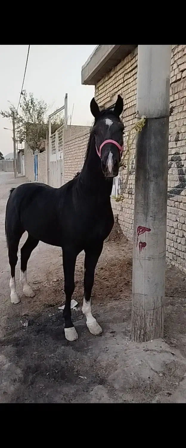 اسب نریان مشکی ۴نشون|اسب و تجهیزات اسبسواری|خمینیشهر, |دیوار