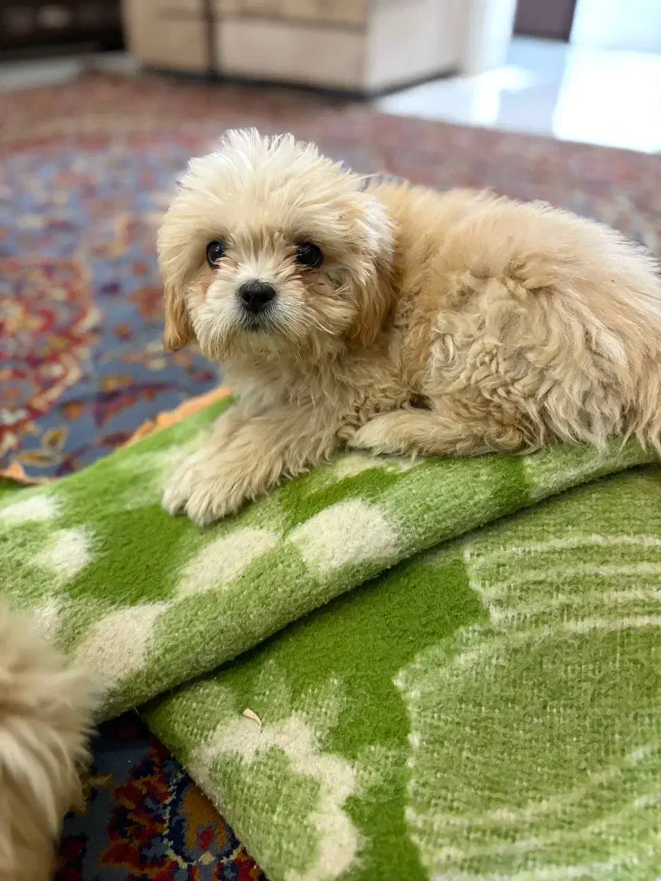 سگ شیتزو|سگ|اراک, |دیوار