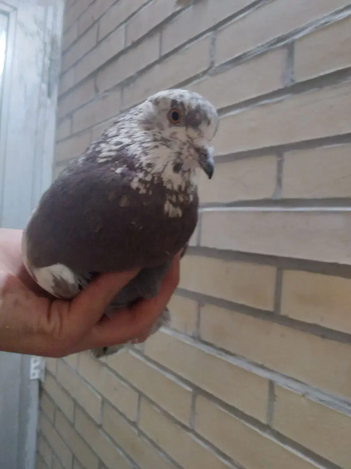 کفتر|پرنده|زارچ, |دیوار