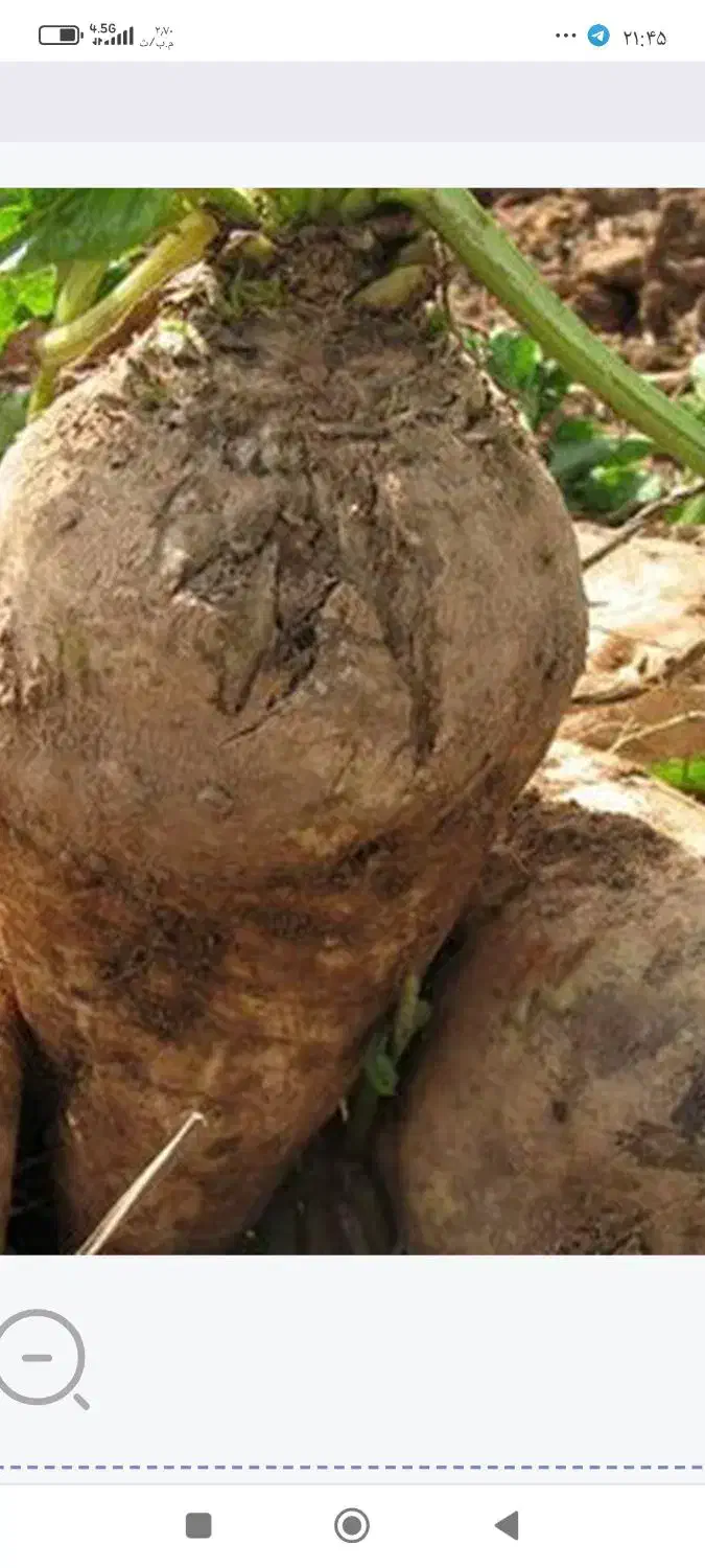 چغندر|خدمات باغبانی و درختکاری|چناران, |دیوار