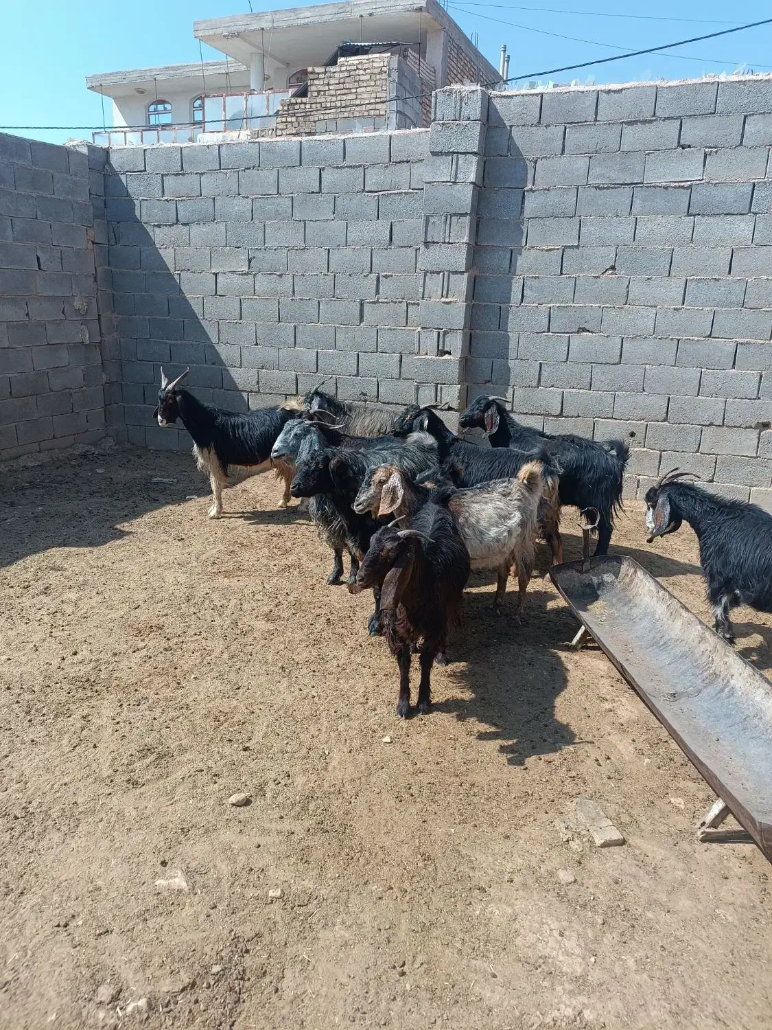 فروش بزدرجه یک 10|حیوانات مزرعه|ششده و قره بلاغ, |دیوار