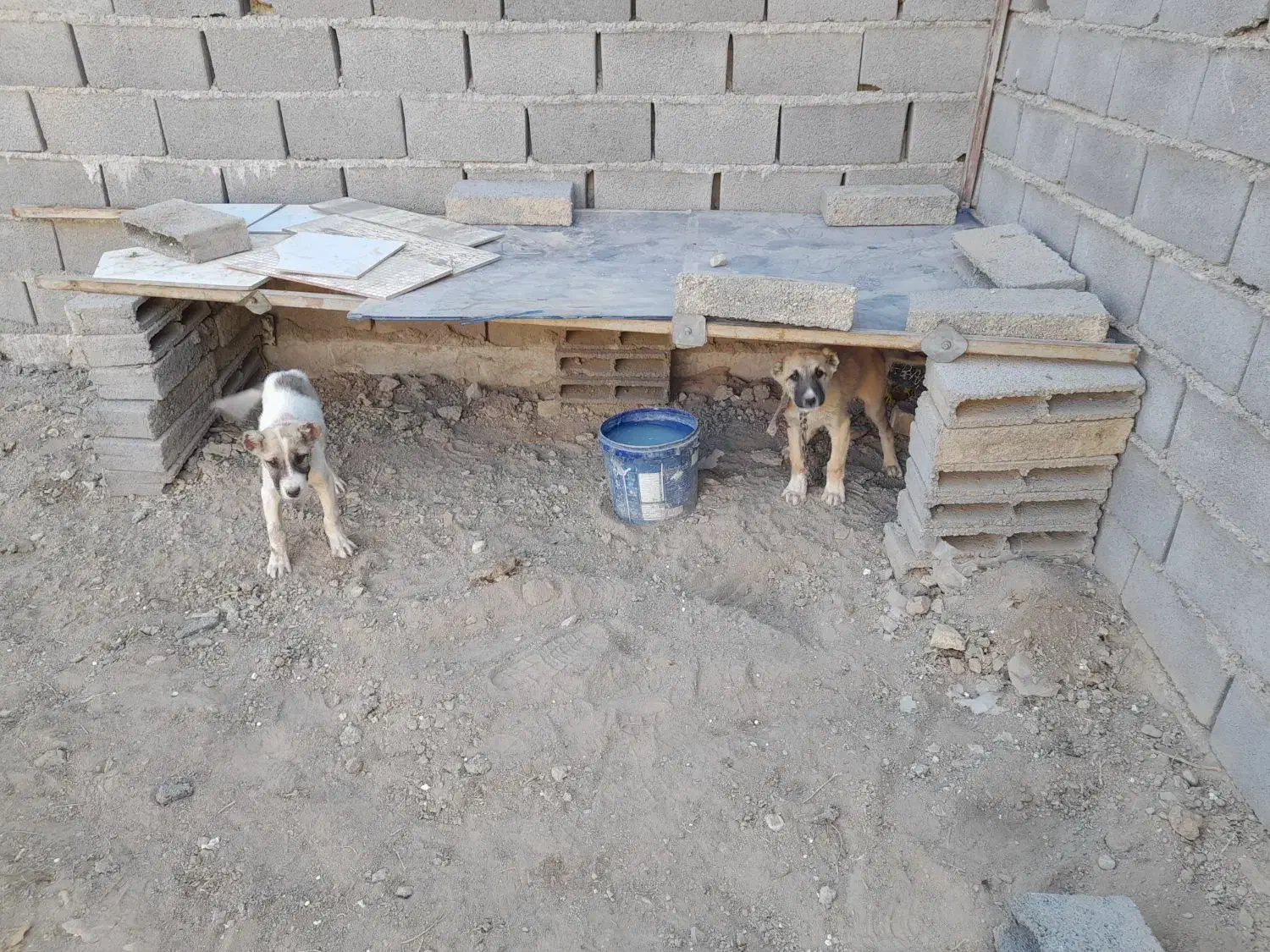 ۲ تا توله نر خراسانی|سگ|شیروان (خراسان), |دیوار