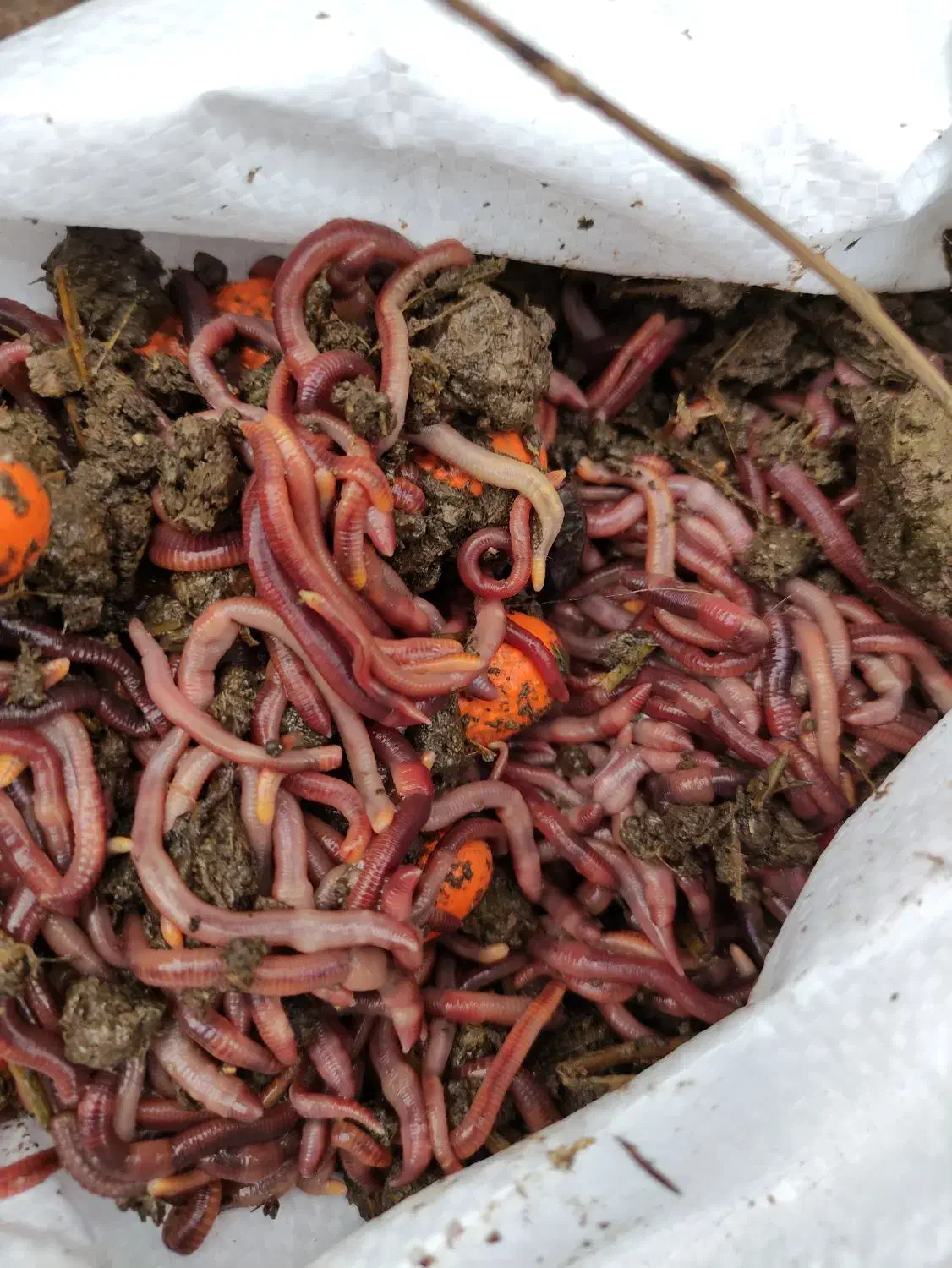 کرم خاکی برای ماهیگیری|ماهیگیری|دابودشت, |دیوار