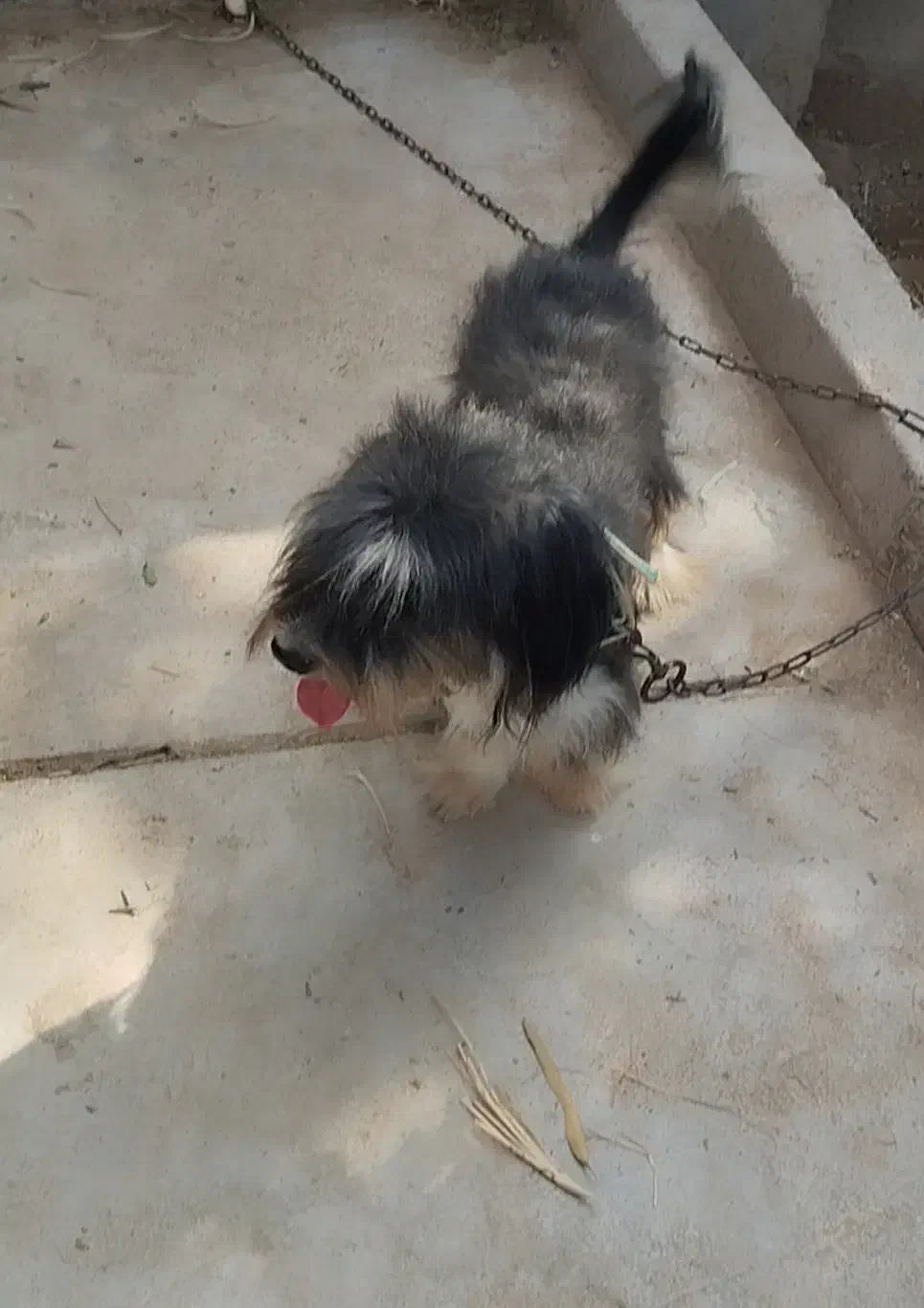 واگذاری واگذاری|سگ|شوشتر, |دیوار