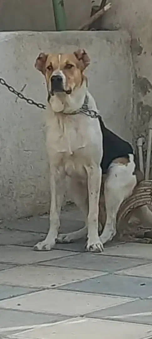 الابای|سگ|قدس, شهرک صنعتی زاگرس|دیوار