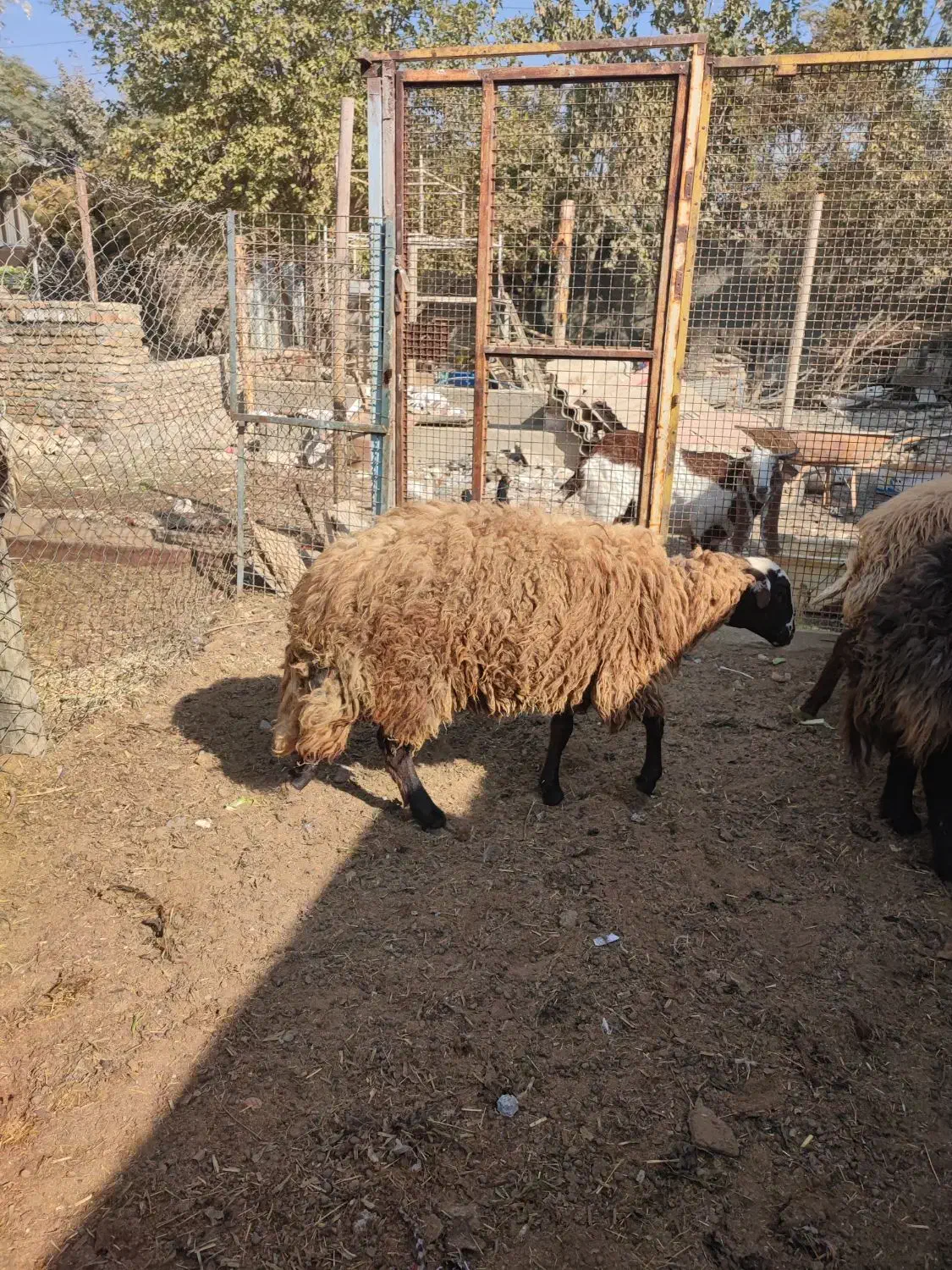 گوسفند|حیوانات مزرعه|کهریزک, |دیوار