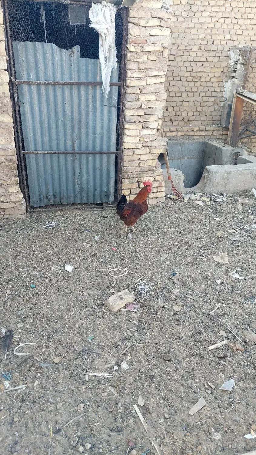 ۴ عدد خروس دونه ای ۵۰۰تومان|حیوانات مزرعه|حمیدیا, |دیوار