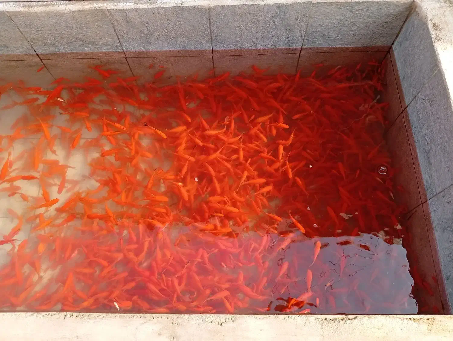 ماهی قرمز|ماهی|کومله, |دیوار