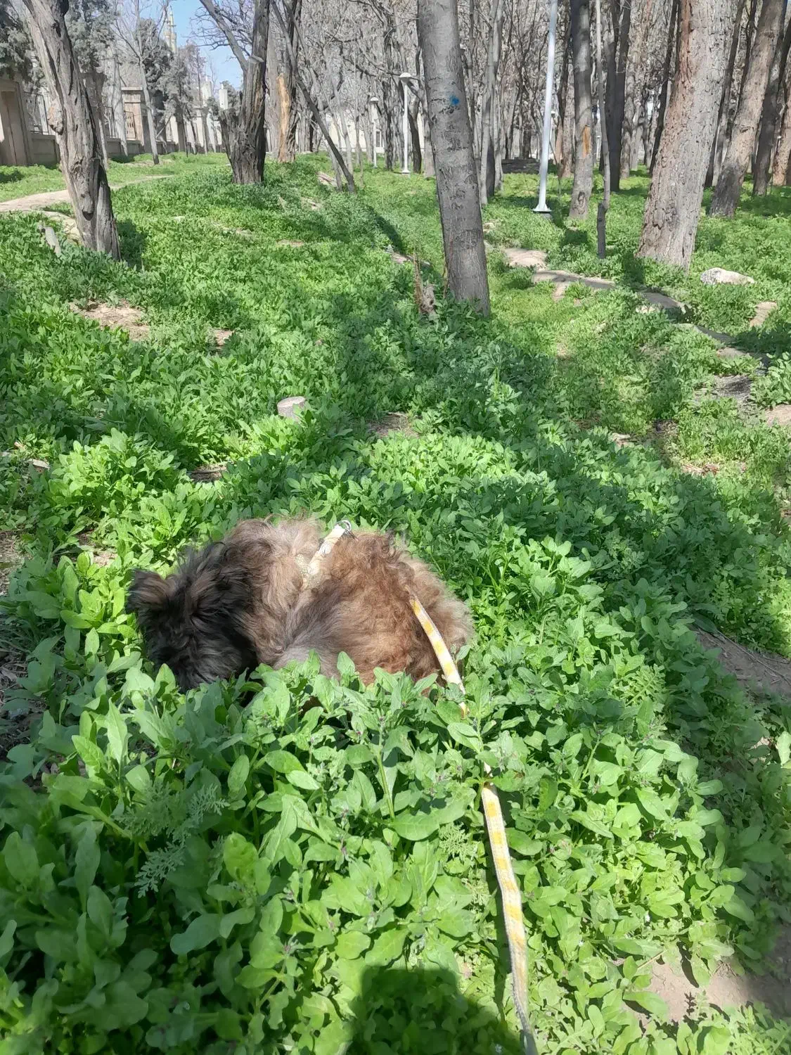 سگ سگ|سگ|مشهد, انقلاب|دیوار