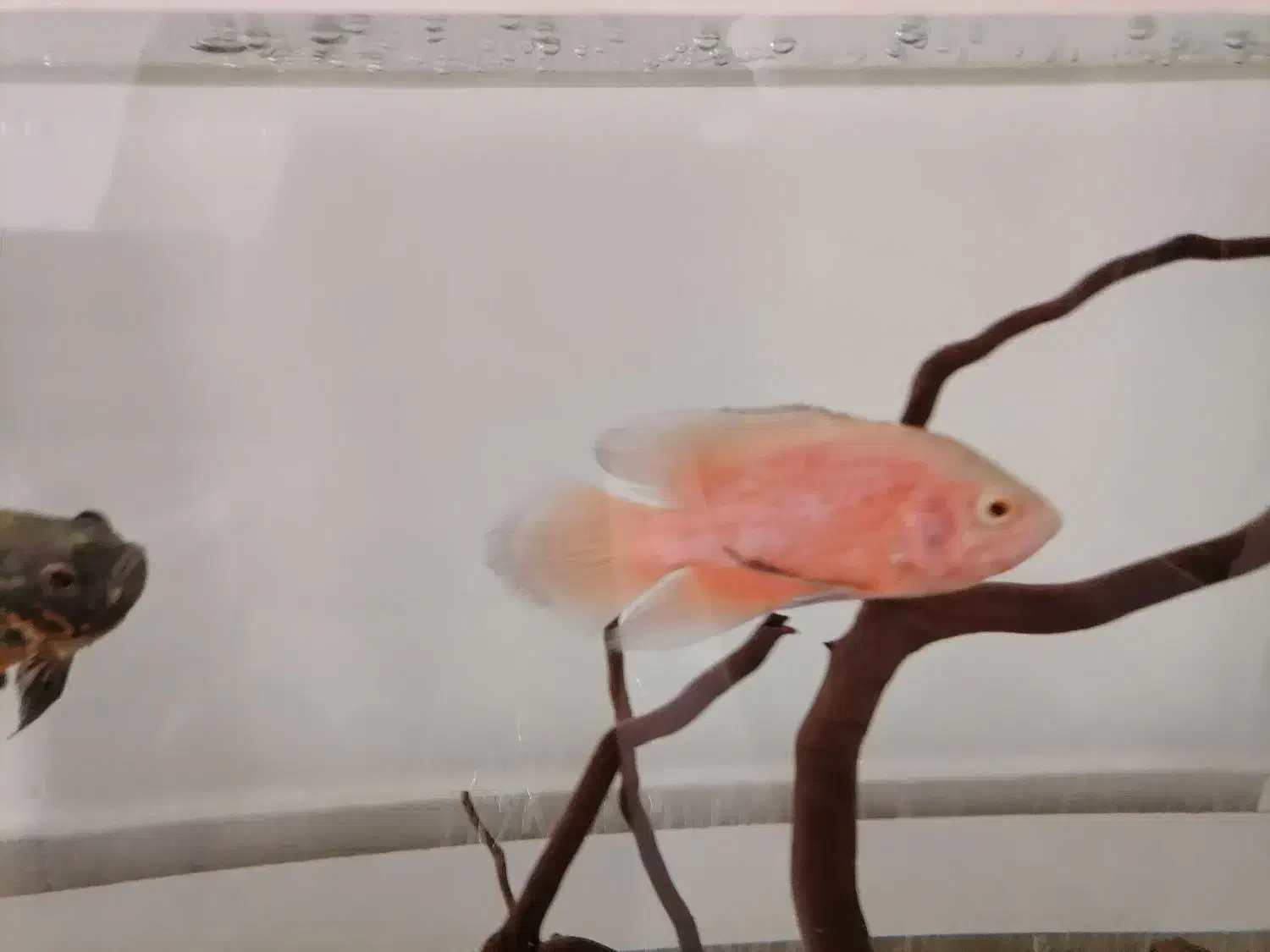 ماهی  اسکار|ماهی|بیرجند, |دیوار