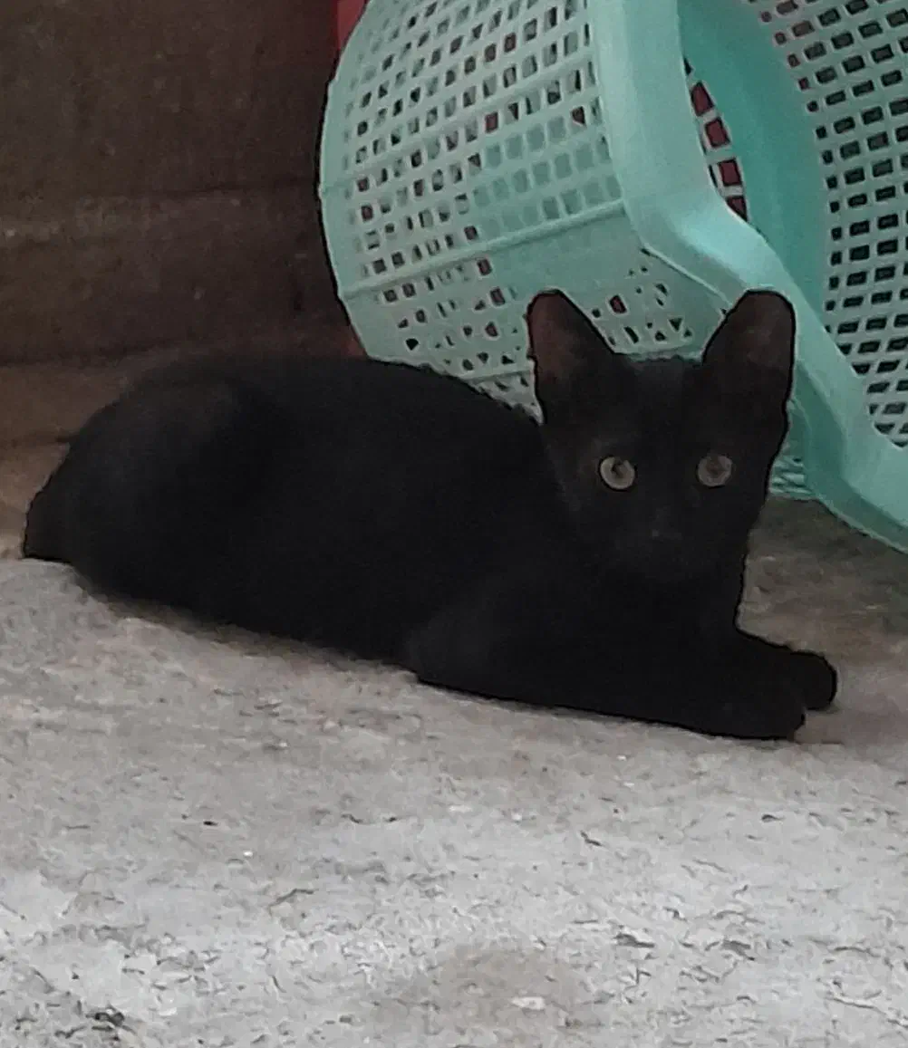 گربم تو مراوه گم شده پیدا کردین اطلاع بدین نگرانشم|حیوانات|مراوه, |دیوار