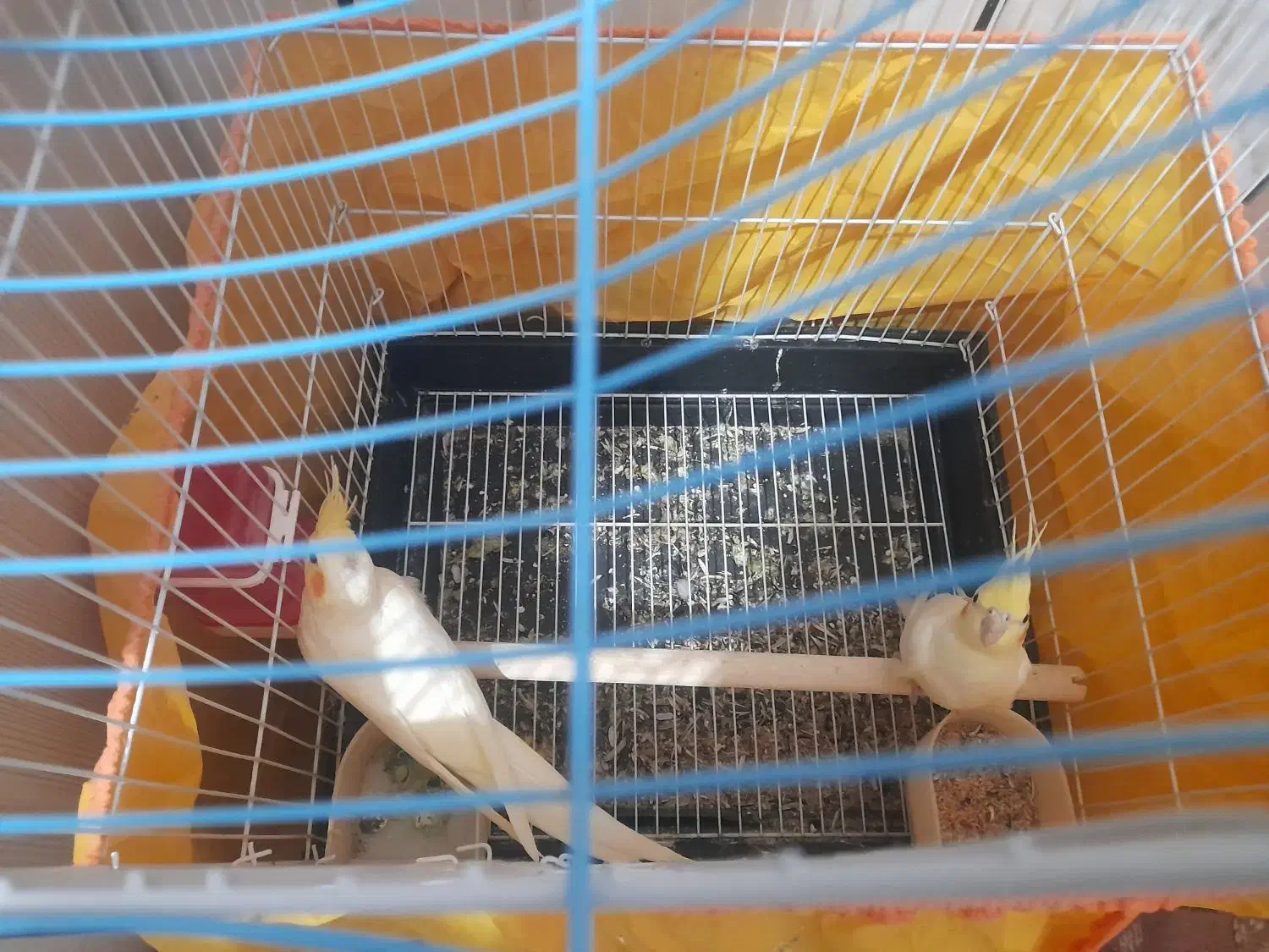 عروس هلندی لوتیو|پرنده|نجفآباد, شهرک صنعتی نجف آباد|دیوار