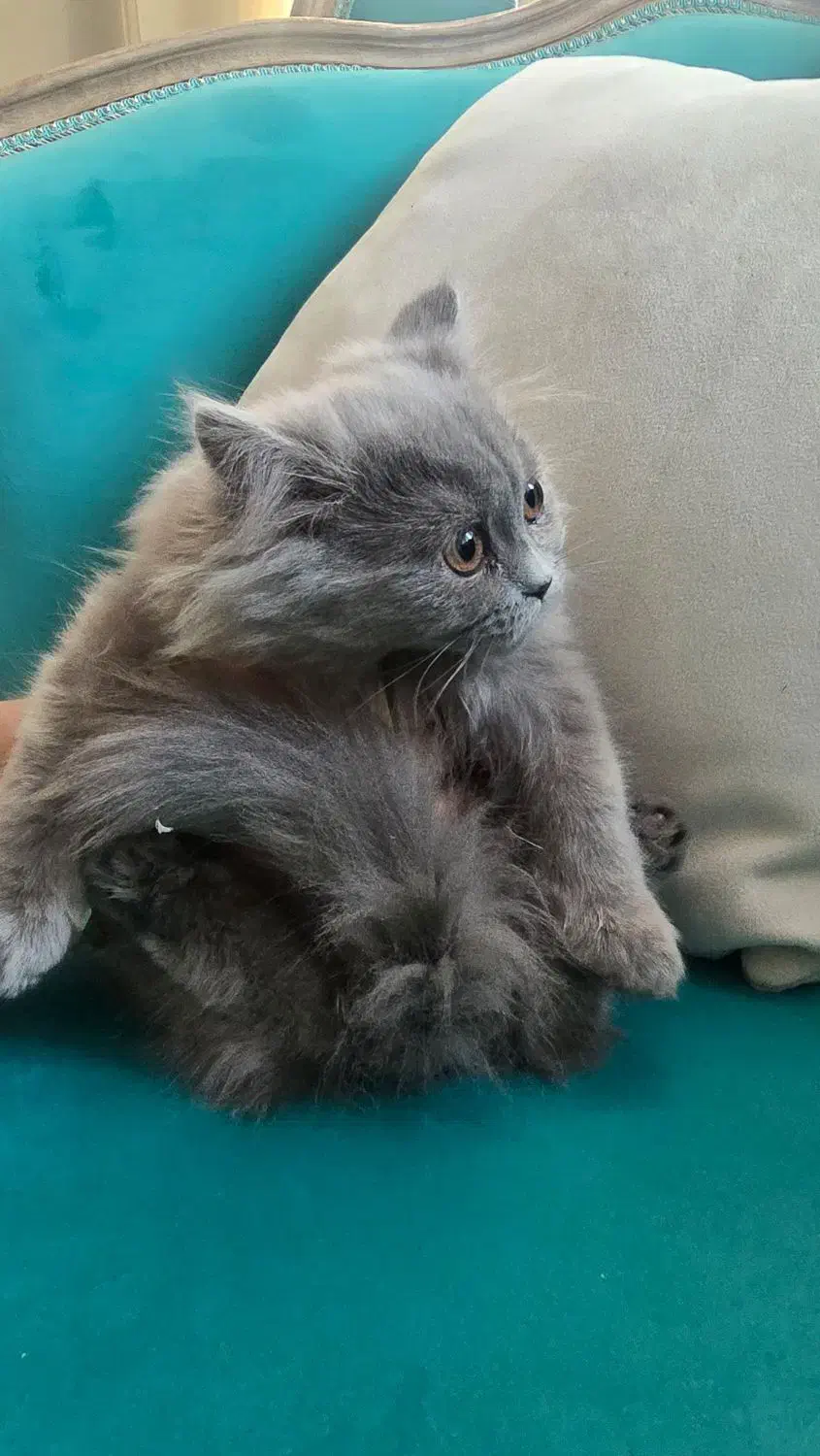 گربه اسکاتیش آنفولد|گربه|کرج, چهارصد دستگاه|دیوار