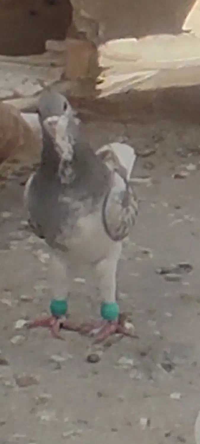 شهری یال|پرنده|خرمشهر, |دیوار