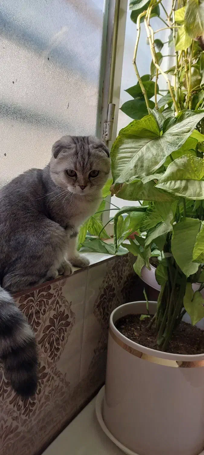 گربه اسکاتیش نر|گربه|بروجرد, |دیوار