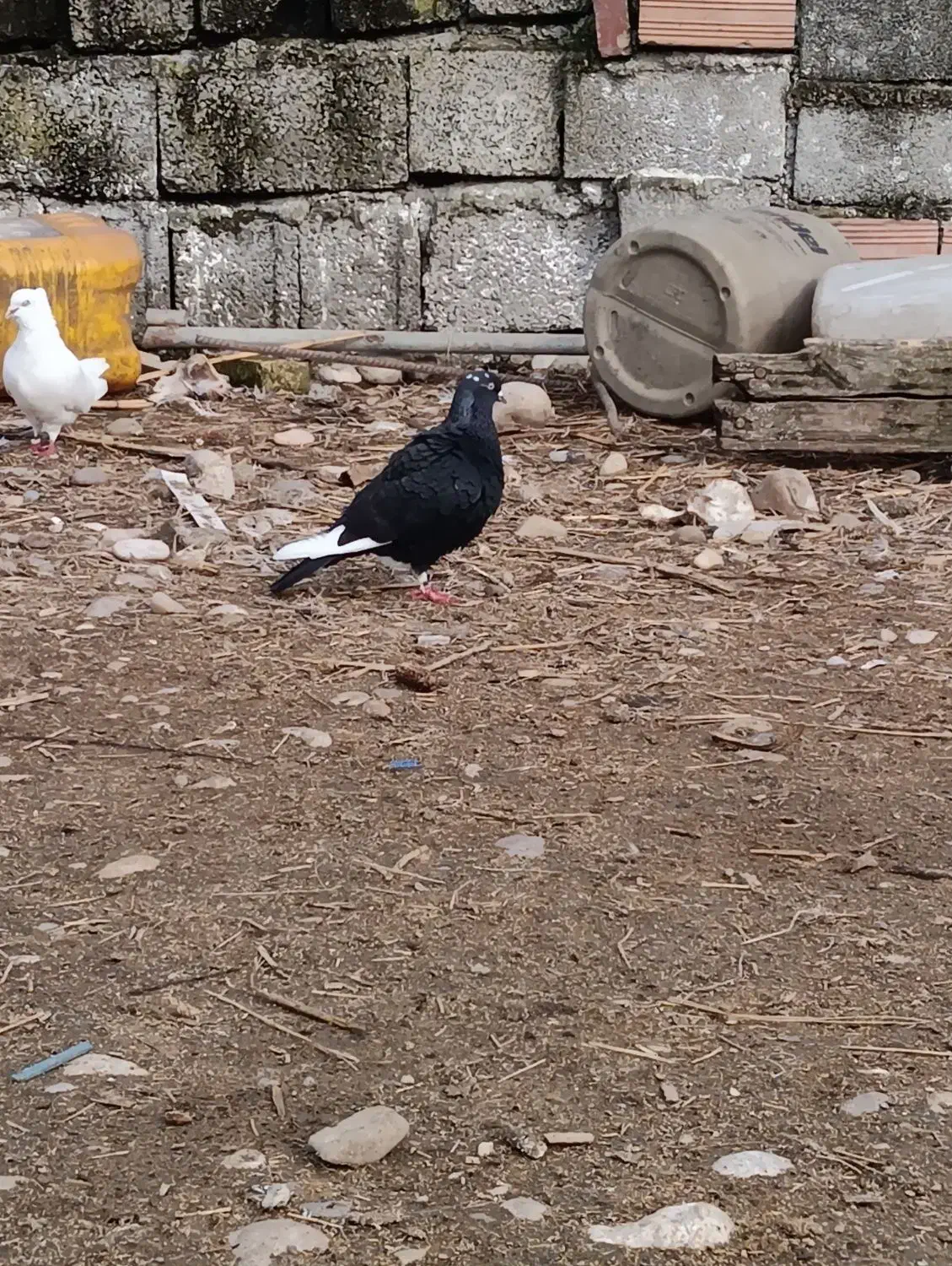 کبوتر غریب|پرنده|شیرگاه, |دیوار