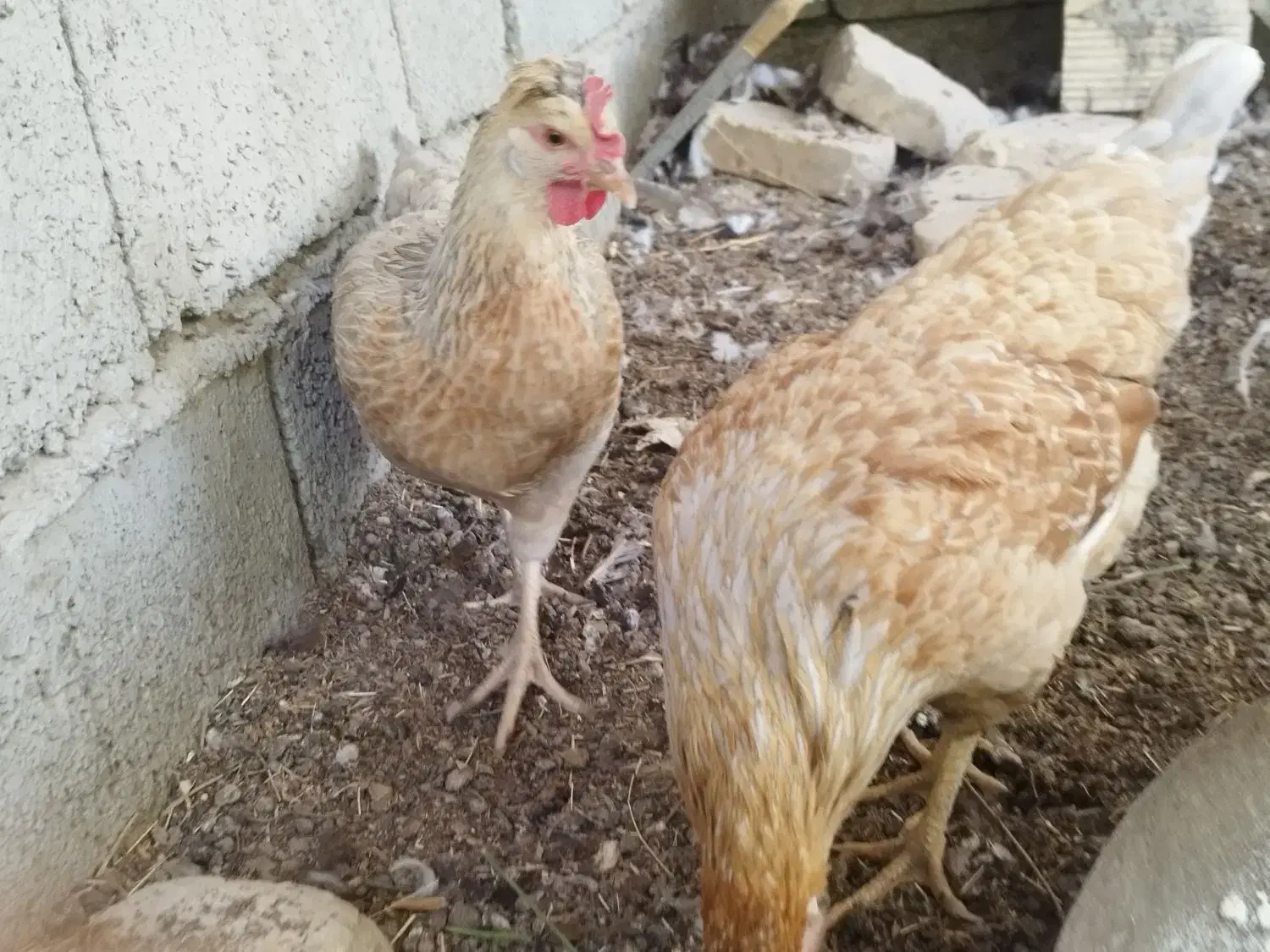 مرغ محلی|حیوانات مزرعه|حور, |دیوار