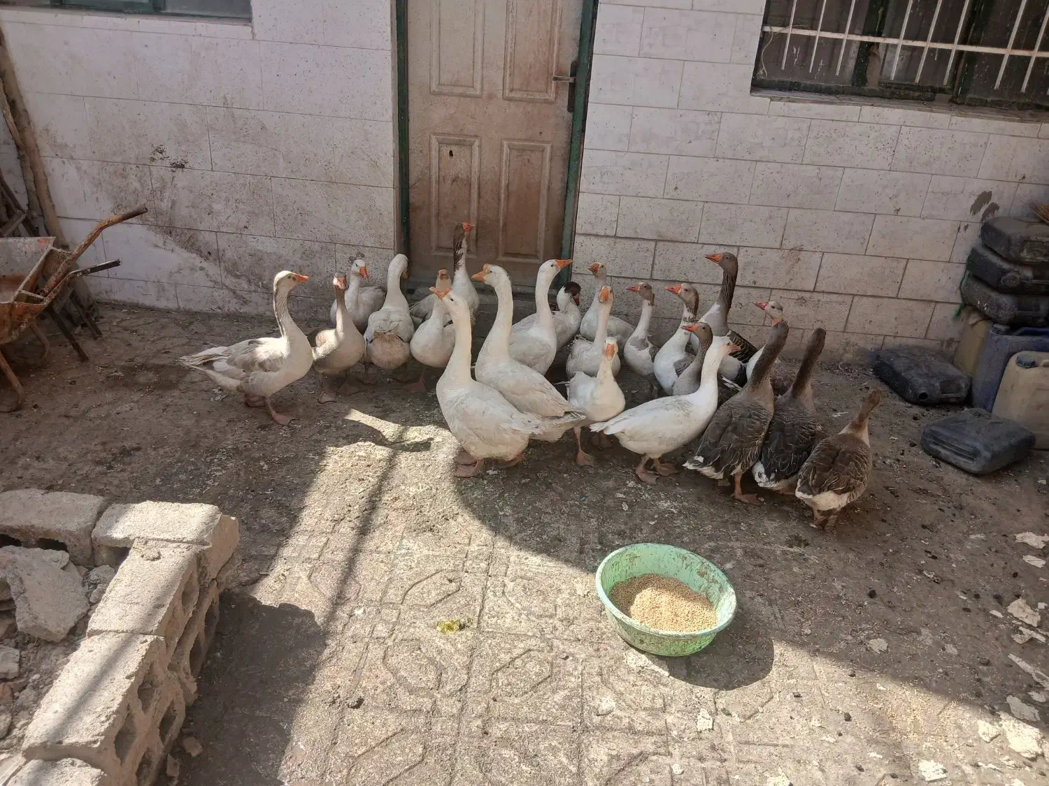 قاز|حیوانات مزرعه|مریوان, |دیوار