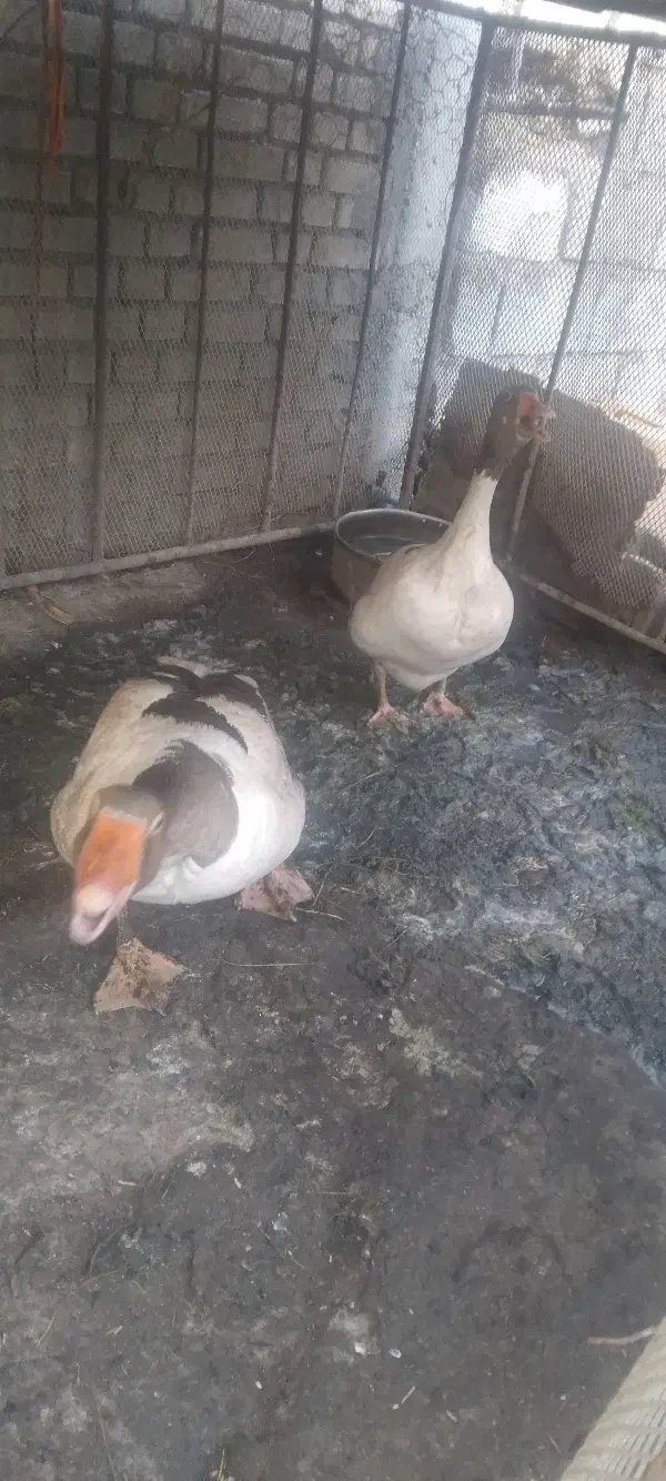 غاز|حیوانات مزرعه|شوشتر, |دیوار