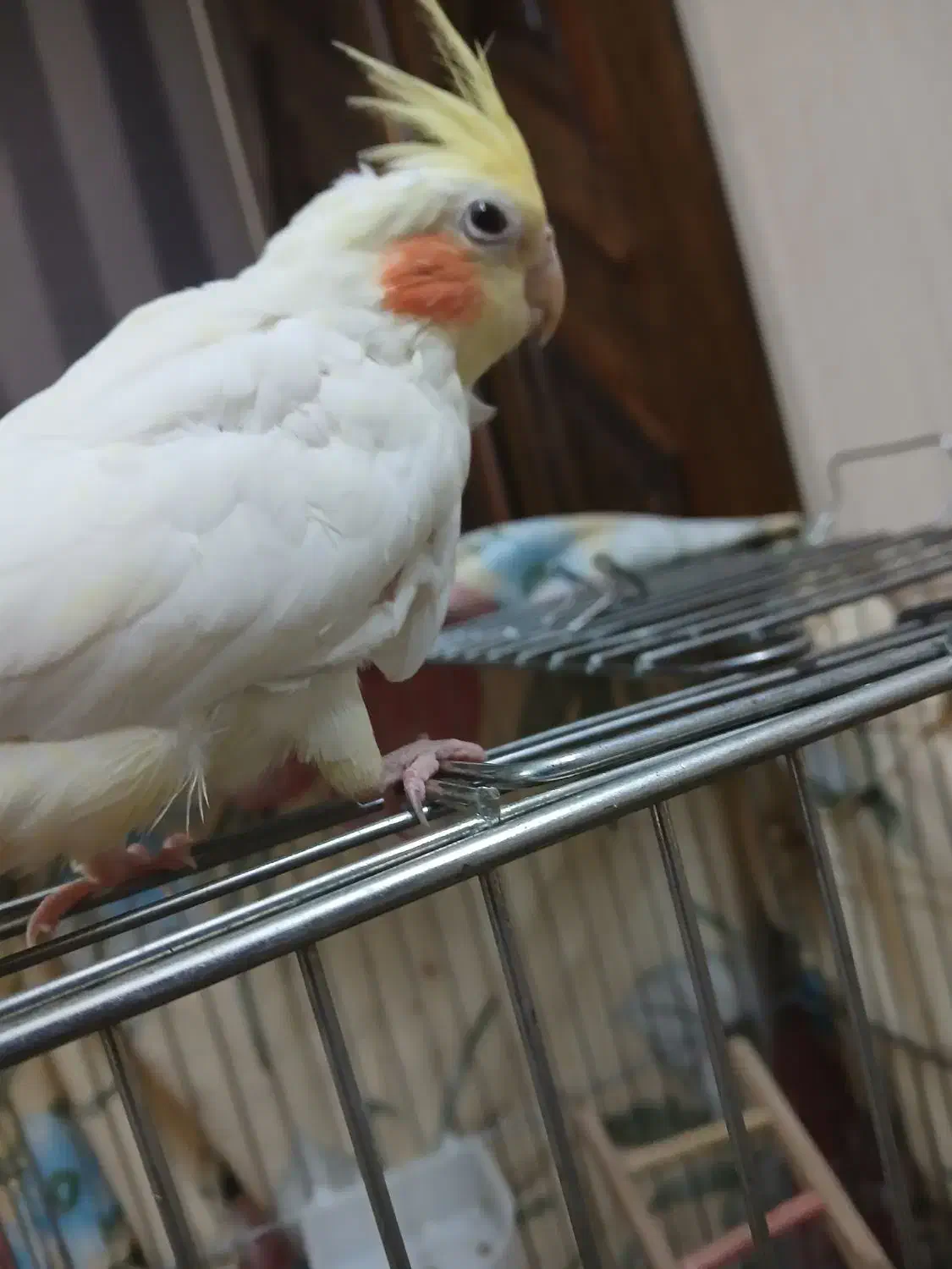 عروس هلندی|پرنده|قزوین, |دیوار