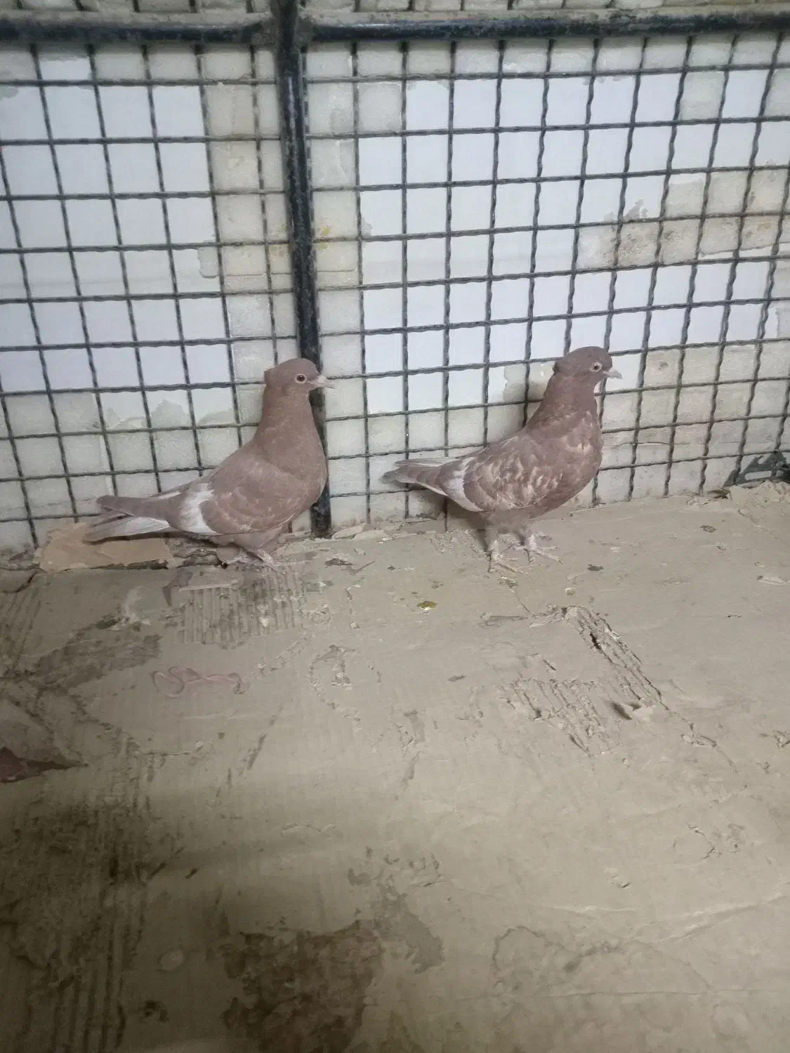 کفتر سینه ای|پرنده|جویم, |دیوار