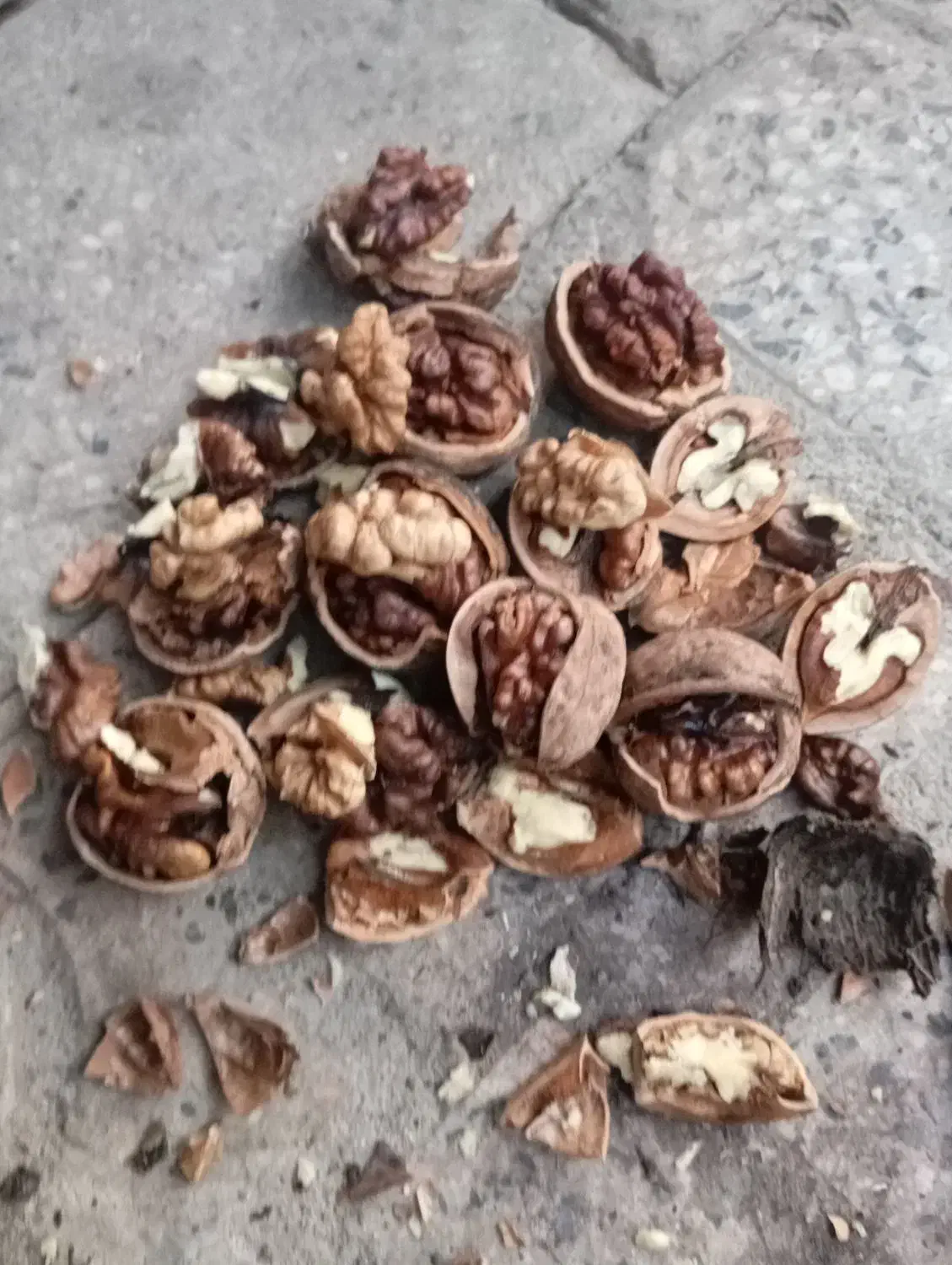 گردو فسنجونی ۶۰درصدسفید|خوردنی و آشامیدنی|اصفهان, کشاورزی|دیوار