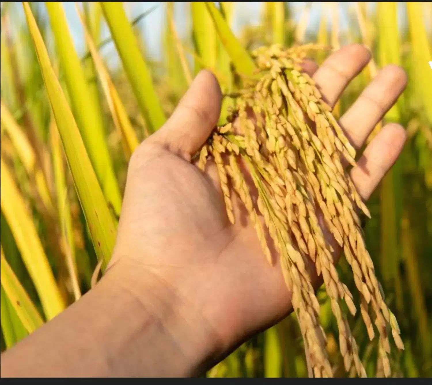 برنج شمیم|خوردنی و آشامیدنی|بهبهان, |دیوار