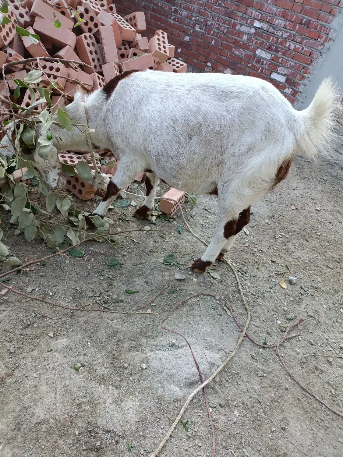 گوسفند آبستن ۴ماه|حیوانات مزرعه|کهنوج, |دیوار