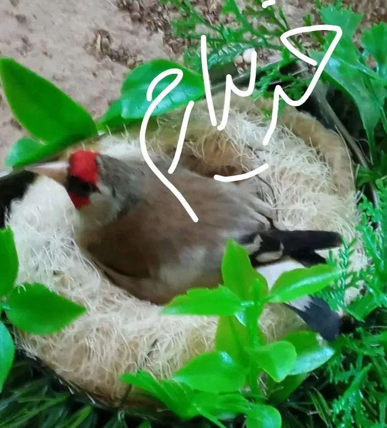 ماده سهره|پرنده|فسا, |دیوار