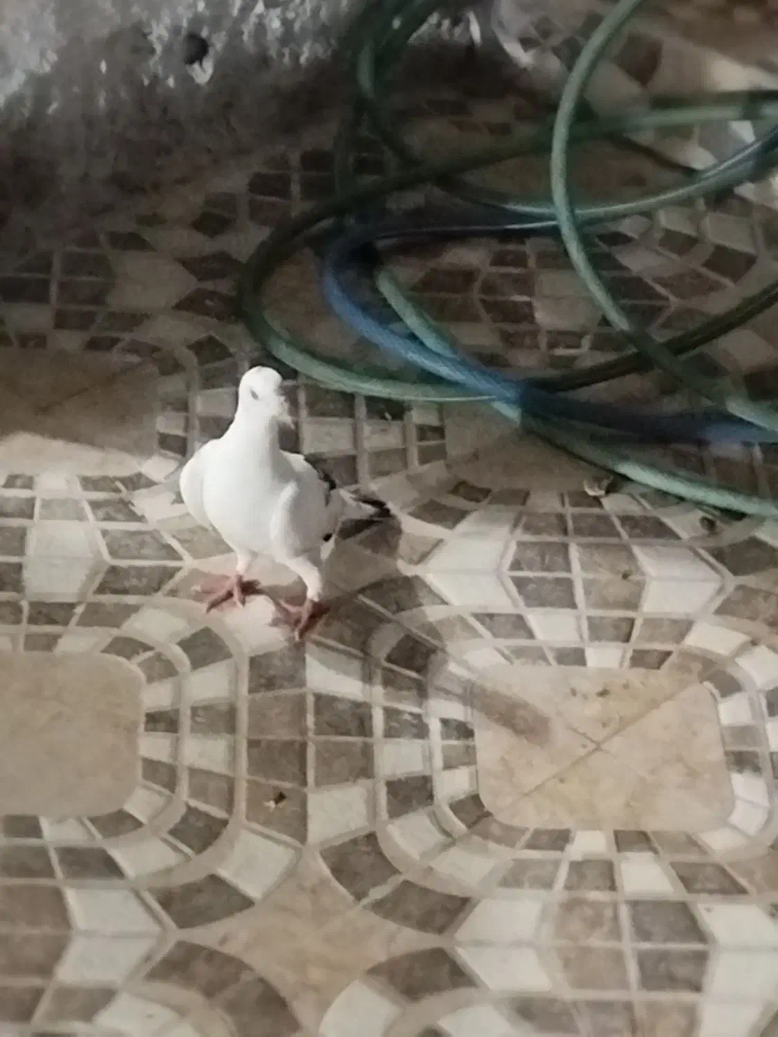 پرنده|پرنده|قیروکارزین, |دیوار