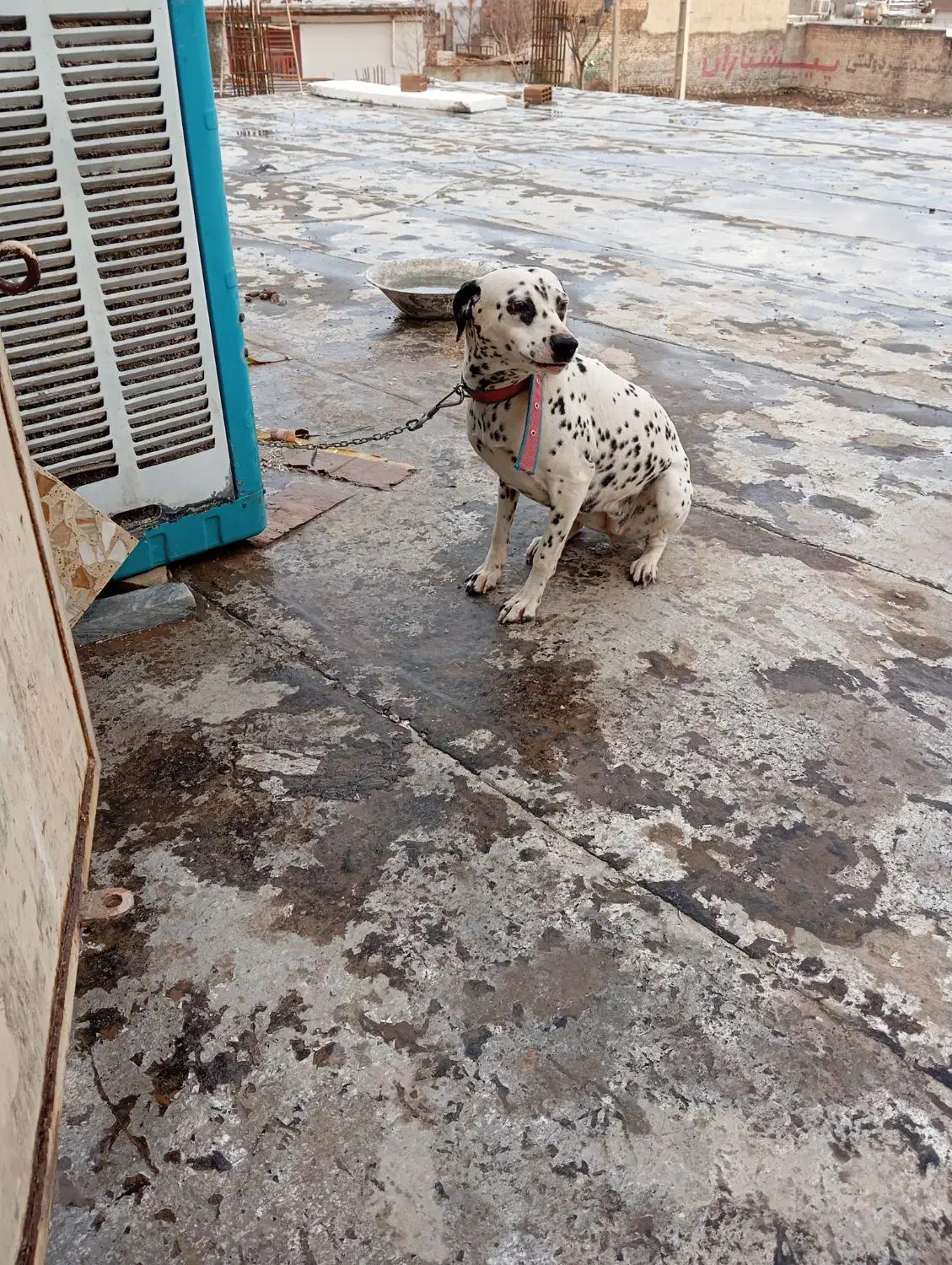 دالمیشن|سگ|خرم‌آباد, |دیوار