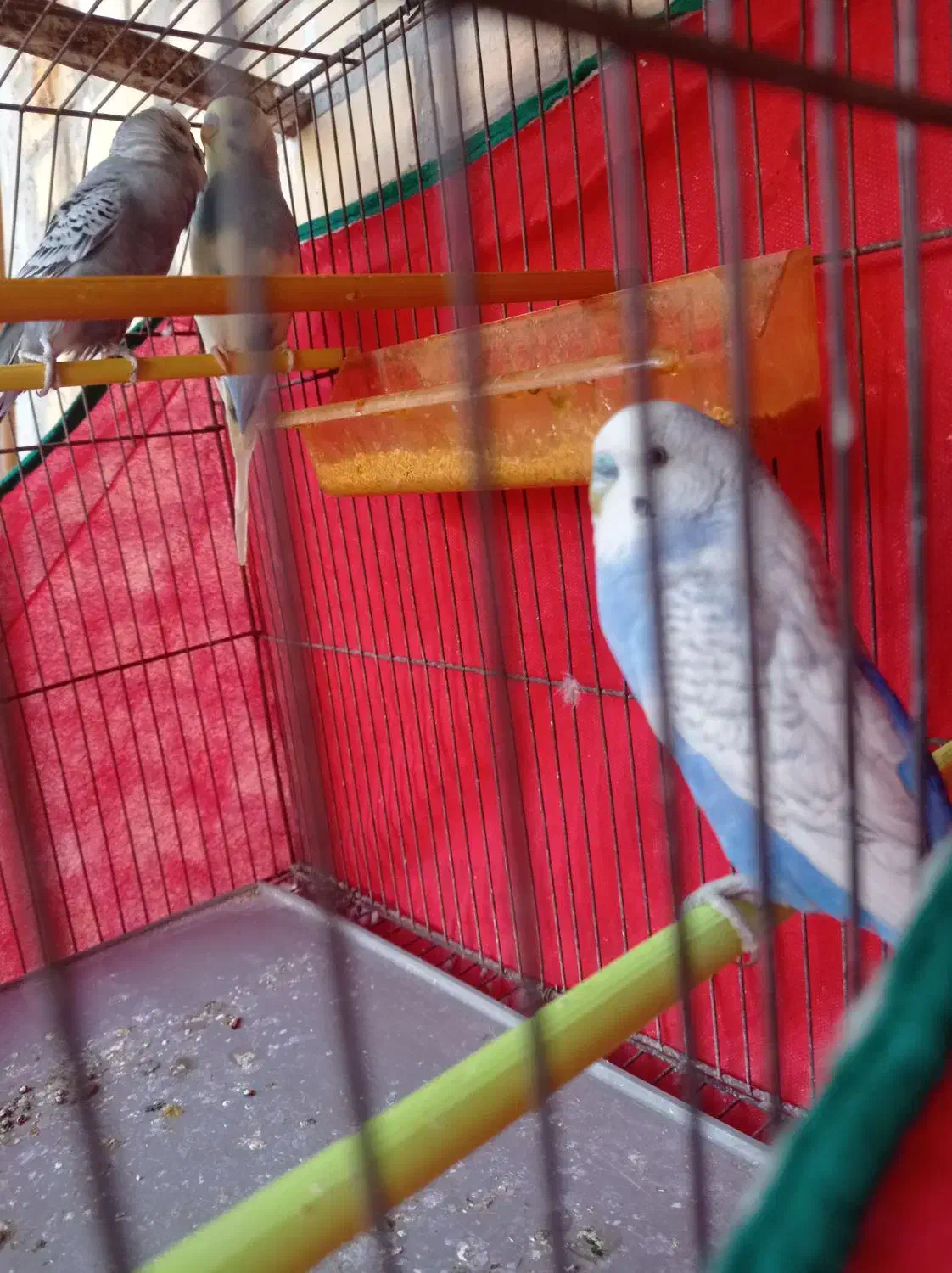 سه عدد مرغ عشق نر مست|پرنده|امیدیه, |دیوار