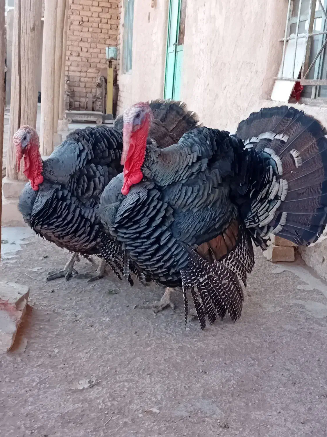 بوقلمون ارگانیک محلی|حیوانات مزرعه|تاکستان, |دیوار