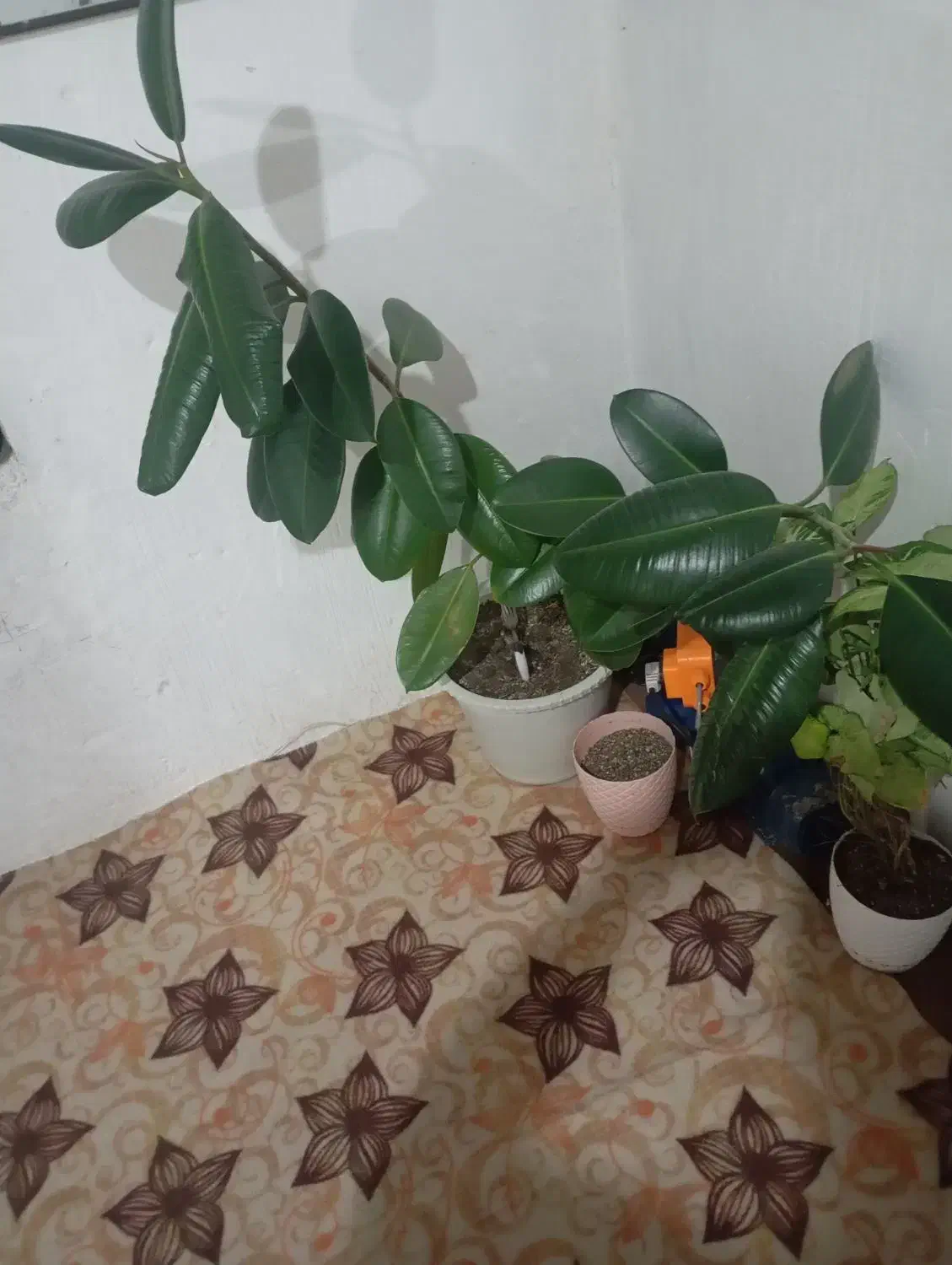 گل خوشکل قشنگ|گل و گیاه طبیعی|بوکان, |دیوار