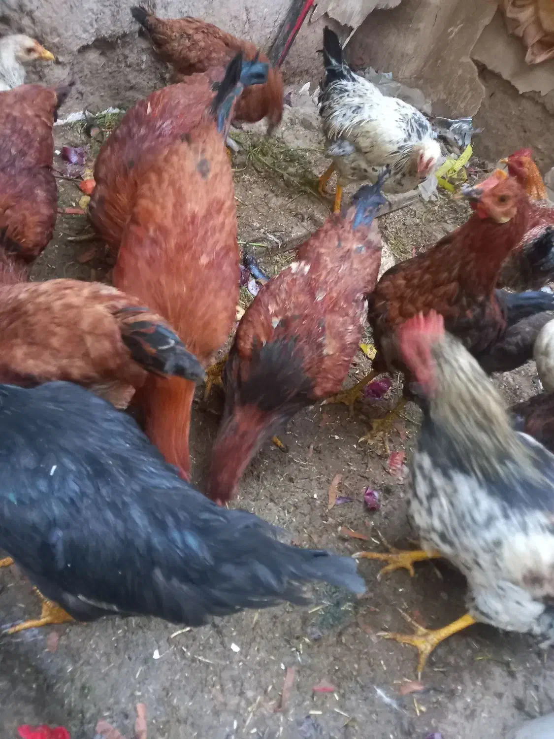 خروس محلی|حیوانات مزرعه|اسکو, |دیوار