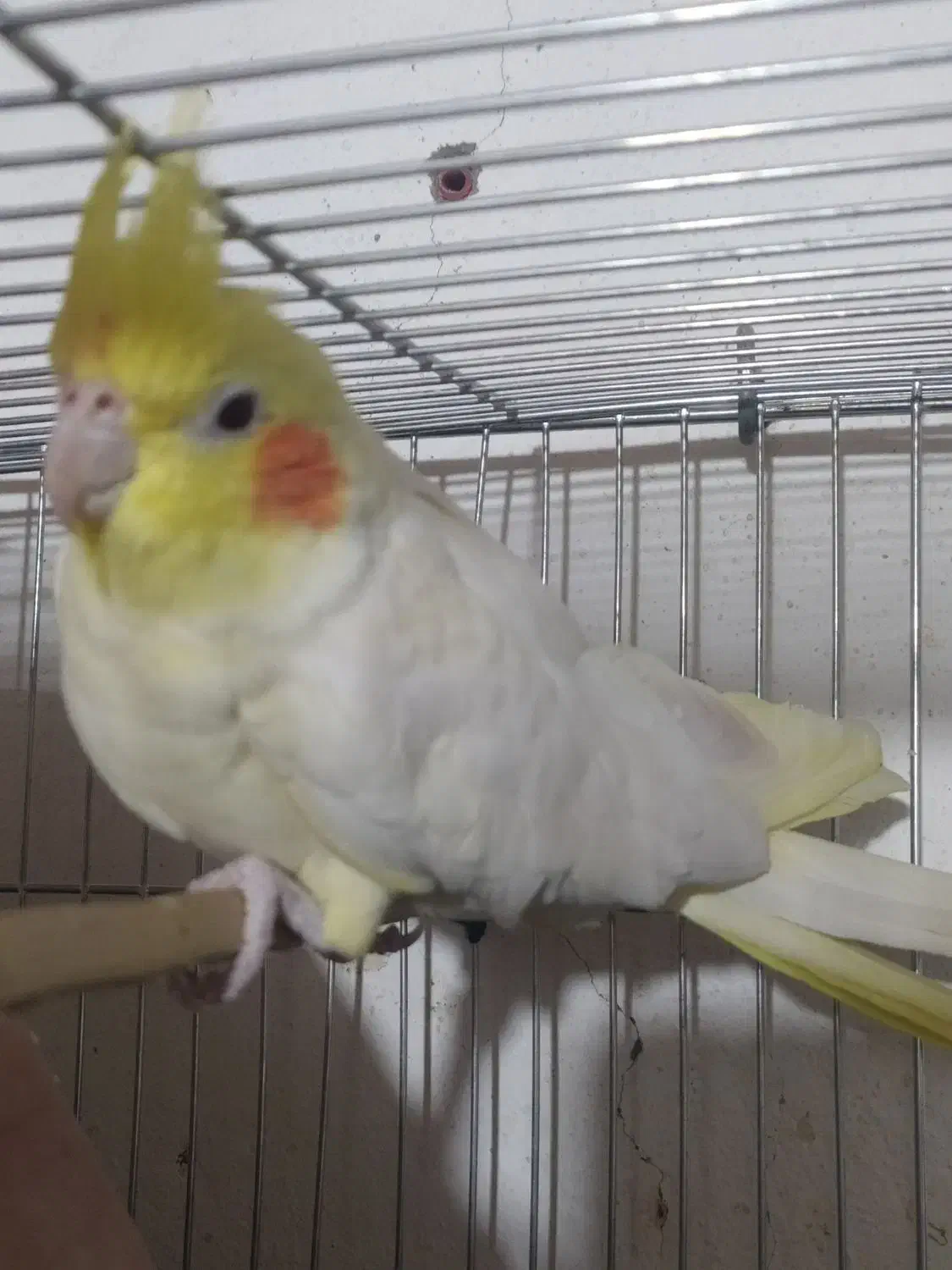 عروس هلندی نر|پرنده|سراوان, |دیوار