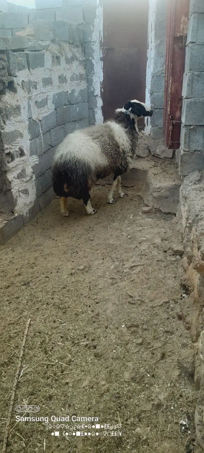 غوچ هترو ژن ۲ قلو|حیوانات مزرعه|بستک, |دیوار