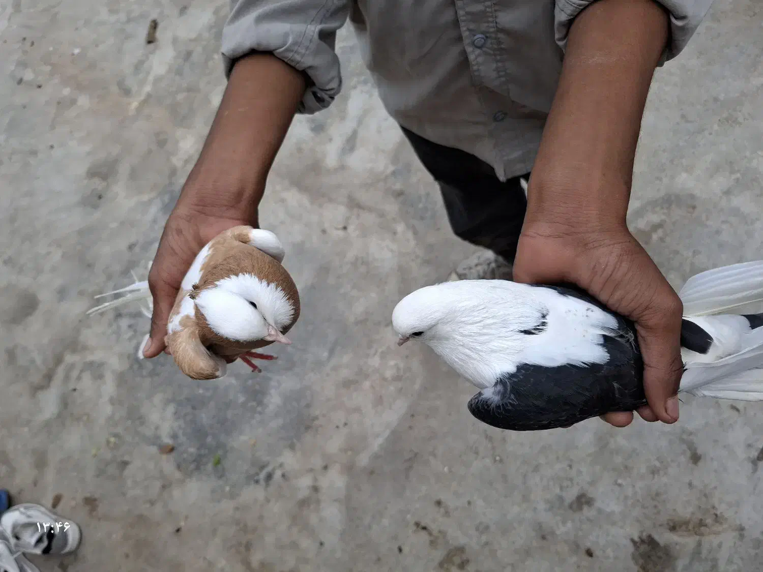 کبوتر دوبال|پرنده|بهارستان, |دیوار