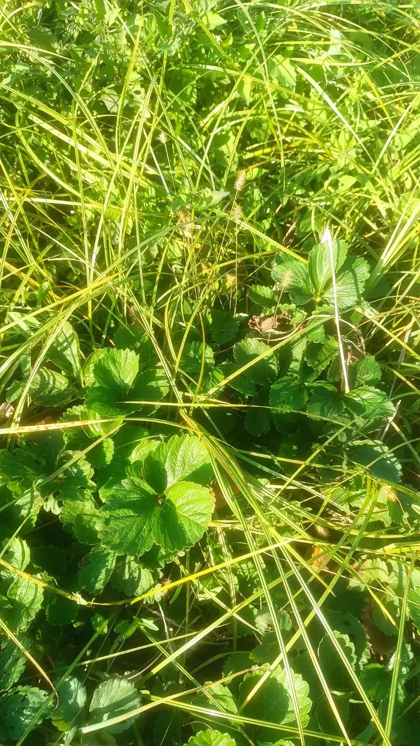 نهال توت فرنگی سابرینا|خدمات باغبانی و درختکاری|خان ببین, |دیوار