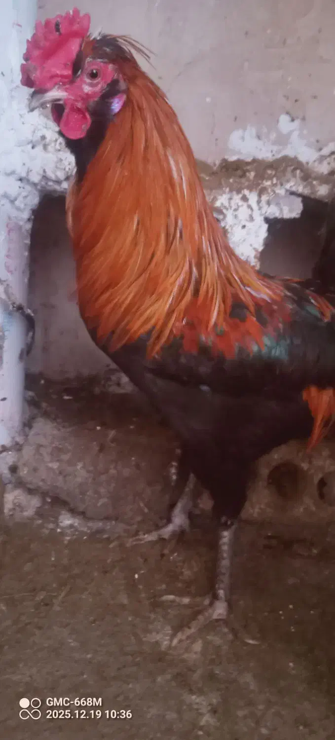 خروس|حیوانات مزرعه|مشهد, حسین‌آباد|دیوار