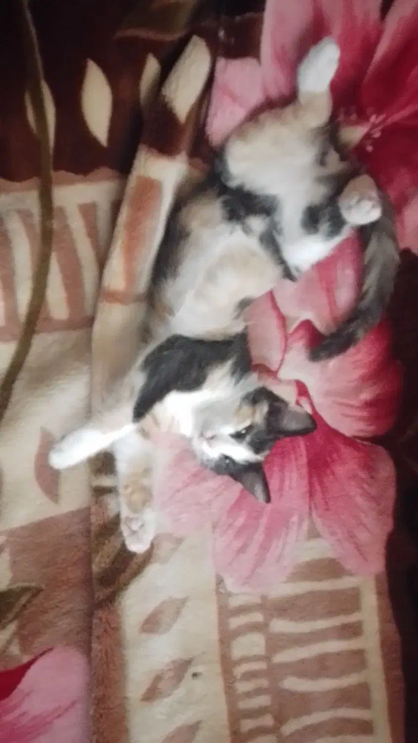 دوستداران حیوانات واگذاری بچه گربه|گربه|چالوس, |دیوار