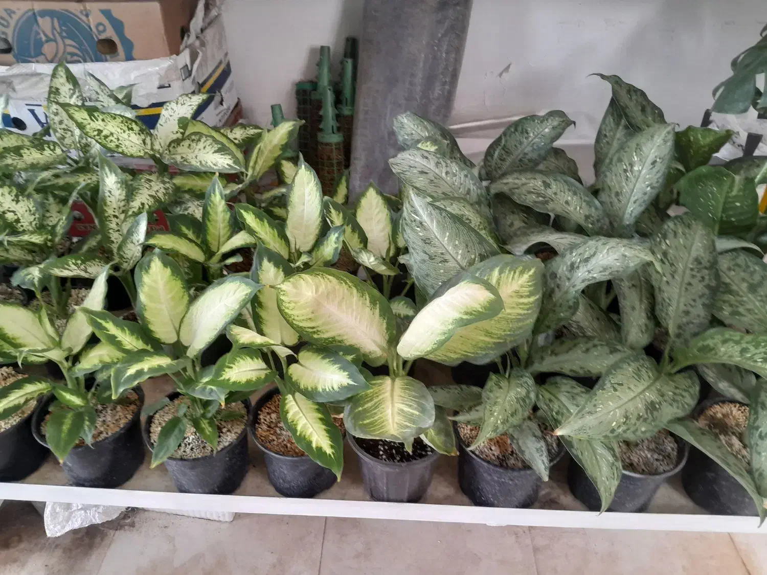 بار جدید گل های آپارتمانی به مناسبت روز مادر|گل و گیاه طبیعی|بیرجند, |دیوار