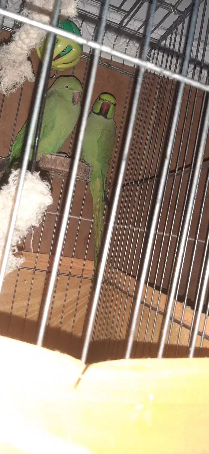 طوطی ملنگو جفت|پرنده|بندرعباس, |دیوار