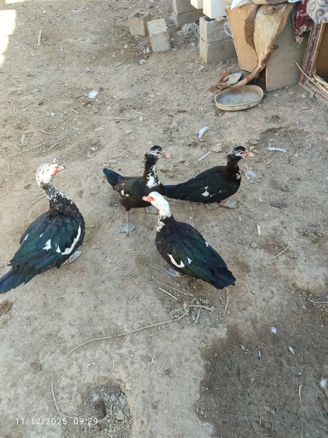 اردکخارجی|حیوانات مزرعه|نیمروز, |دیوار